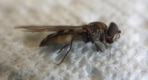 Meliscaeva auricollis
