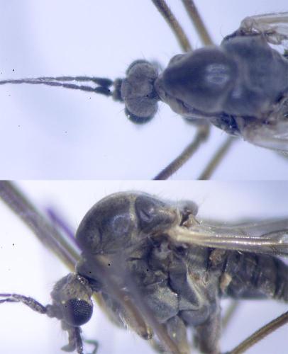 Trichocera regelationis