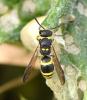 224600 – Photo : Bernard Ginesy – France (13)