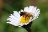 224717 – Photo : Norbert Pacorel – France (86)