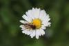 224718 – Photo : Norbert Pacorel – France (86)