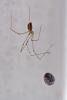 Pholcus phalangioides