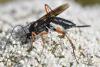 224878 – Photo : Christian Berquer – France (50)