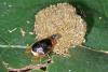 224598 – Photo : D. Martinez – Philippines