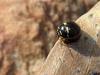 224769 – Photo : Lionel Casset – Bénin