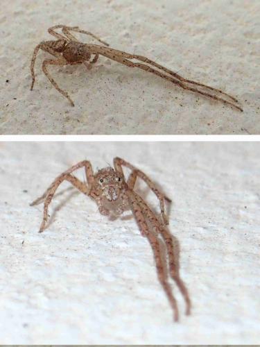 Tmarus sp.
