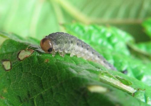 Empria pumila
