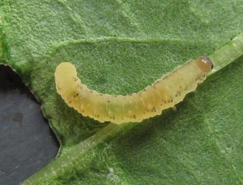 Siobla sturmii