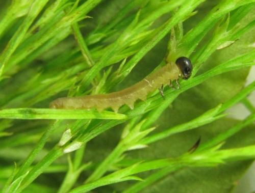 Réf. 225 436 : Oncodolerus eversmanni