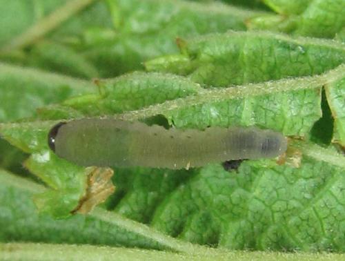 Réf. 225 571 : Empria pumiloides