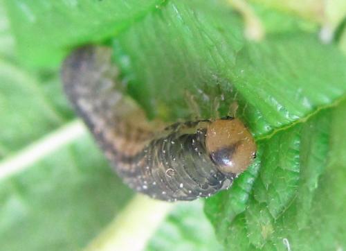 Empria pumila