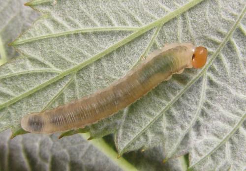Empria longicornis