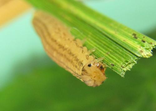 Macrophya duodecimpunctata