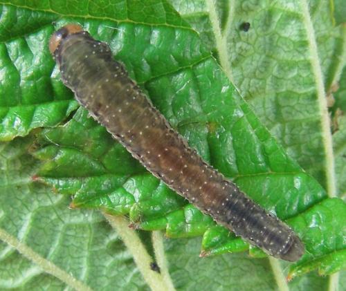 Empria pumila