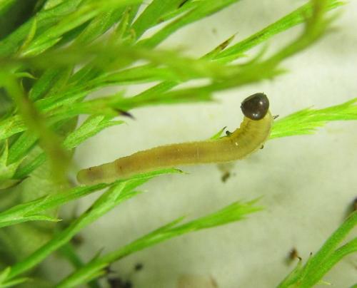Réf. 225 437 : Oncodolerus eversmanni