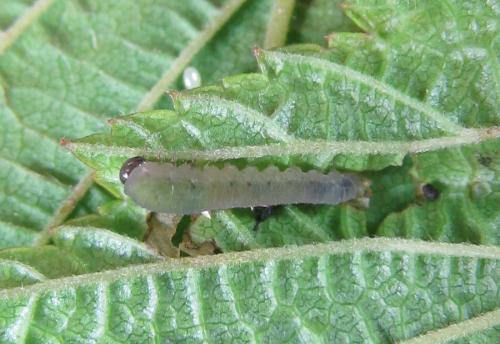 Réf. 225 572 : Empria pumiloides
