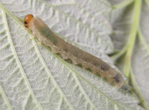 Empria longicornis