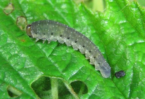 Empria pumila
