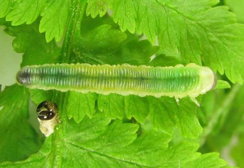 Strongylogaster mixta