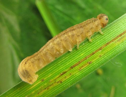 Macrophya duodecimpunctata