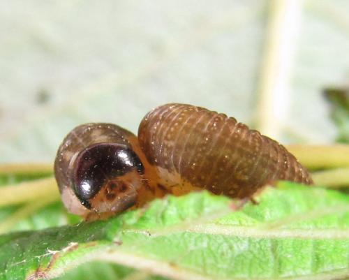 Tenthredo velox