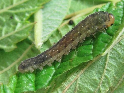 Réf. 225 558 : Empria pumila