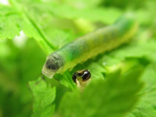Strongylogaster mixta