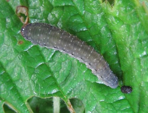 Empria pumila