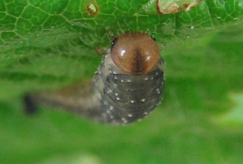 Réf. 225 535 : Empria pumila