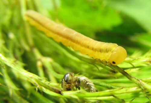 Réf. 225 264 : Oncodolerus eversmanni