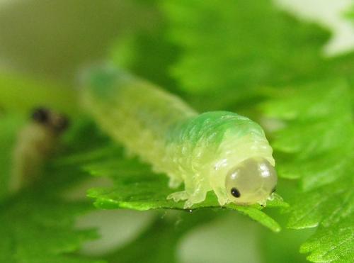 Strongylogaster mixta