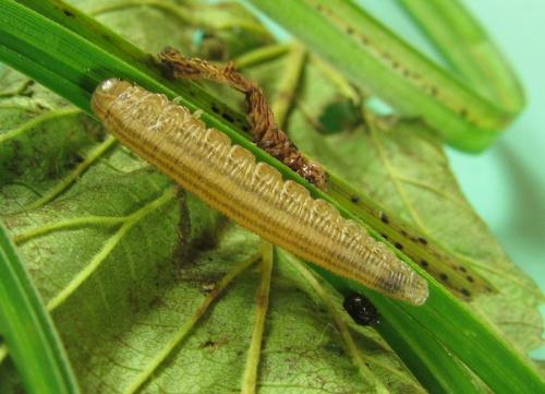 Réf. 225 409 : Macrophya duodecimpunctata