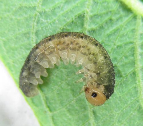 Réf. 225 559 : Empria pumila