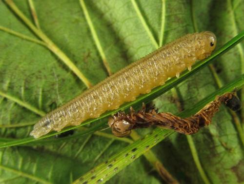 Réf. 225 410 : Macrophya duodecimpunctata