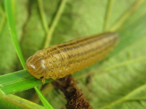 Réf. 225 411 : Macrophya duodecimpunctata