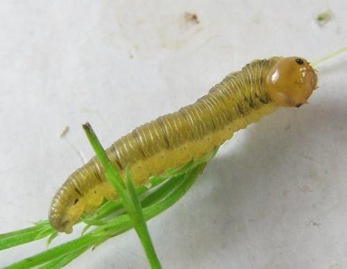 Réf. 225 267 : Oncodolerus eversmanni