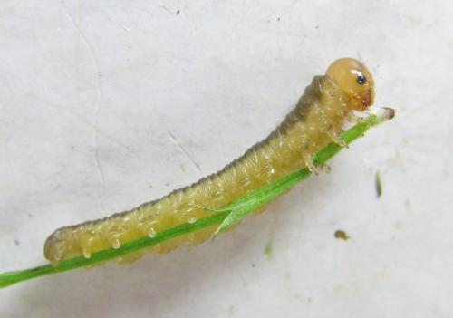 Réf. 225 268 : Oncodolerus eversmanni