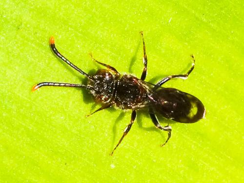Nomada (furva)