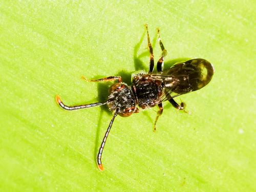 Nomada (furva)
