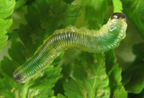 Strongylogaster mixta