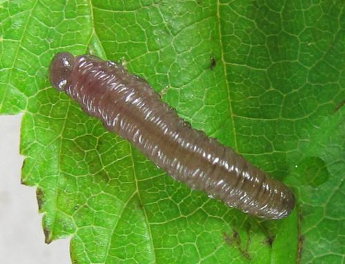 Réf. 225 560 : Empria pumila