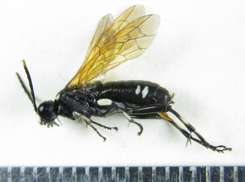 Réf. 225 412 : Macrophya duodecimpunctata