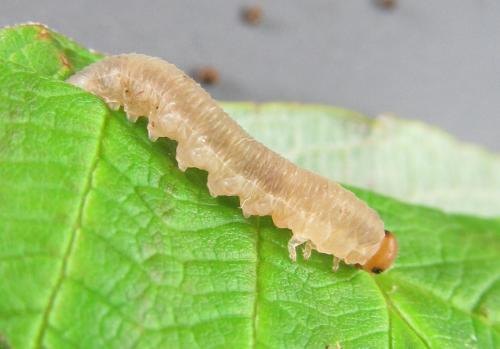 Empria longicornis