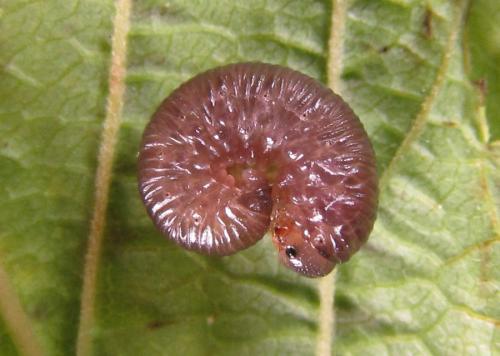 Réf. 225 573 : Empria pumiloides