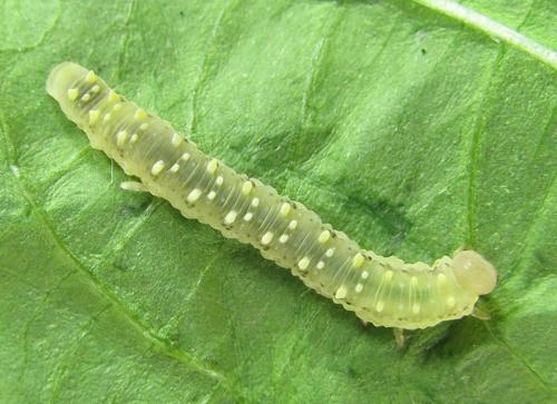 Réf. 225 954 : Siobla sturmii