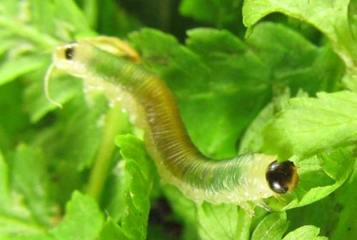 Strongylogaster mixta