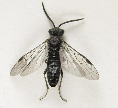 Réf. 225 270 : Oncodolerus eversmanni