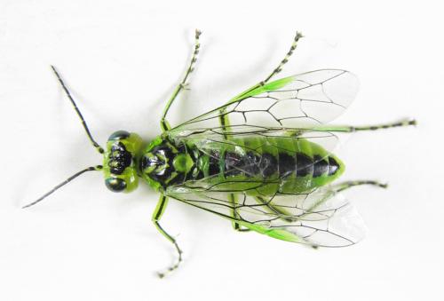 Réf. 225 076 : Rhogogaster chlorosoma