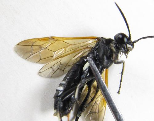 Réf. 225 413 : Macrophya duodecimpunctata
