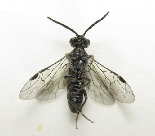 Oncodolerus eversmanni